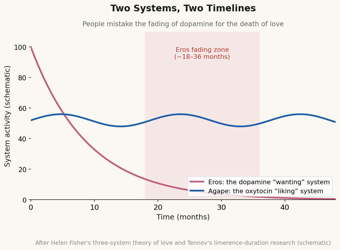 Eros (the dopamine system) fades with novelty in roughly 18–36 months; Agape (the oxytocin system) is sustained by present-tense being-together — schematic